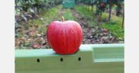 Polish apple growers cautiously optimistic ahead of new season
