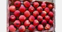India’s imported apple market enters a more competitive phase