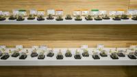 We asked scientists: Is it okay to use a little bit of cannabis?