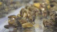 California lawmakers approve bill streamlining invasive golden mussel response