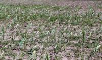 Agri losses from storms, monsoon rise to P2.84B