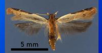 Potentially destructive moth thwarted, identified amid Detroit Metro luggage