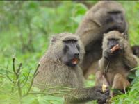 Restoring Bugoma-Budongo Corridor: A lifeline for Uganda’s endangered chimpanzees