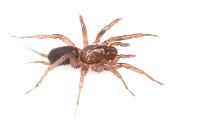 New Spider Species Discovered By UI Researchers In Gem State Named After The Vandals