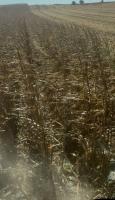 Concerns over Kansas corn production grows