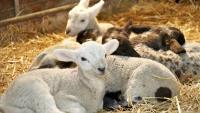 Farmers urged to weed out problem ewes ahead of breeding