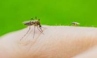 Four West Nile virus cases confirmed in Cyprus