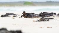Illegal trafficking of 32 Galápagos marine iguanas intercepted in Quito: destination Iceland, endangered species