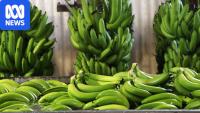 Growers fight to save Cavendish bananas as farms fall to Panama disease