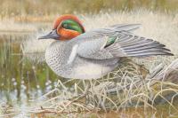 DNR Announces 2027 Wild Turkey, Pheasant And Waterfowl Stamp Design Contest Winners