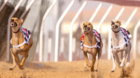 Inaugural Arabian Saluki Championship to take place in Abu Dhabi