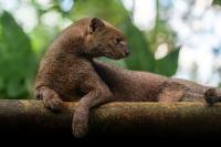 Long-overlooked wild cat ranging from Mexico to Argentina now listed as near threatened