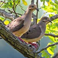 Dove season begins in Kentucky, heralding the start of the fall hunting season