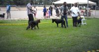 Dog handlers promote animal welfare as classic dog show captivates Kumasi