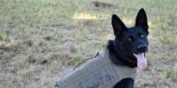 Darlington County K9s receive vests from non-profit organization