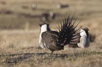 Extinction of the Gunnison Sage-Grouse Legalized