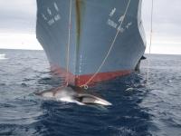 Togo cosponsors proposal to review commercial whaling ban
