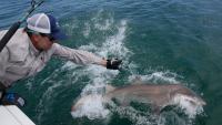 Researchers catch sharks off the Hamptons, attaching trackers to toothy predators