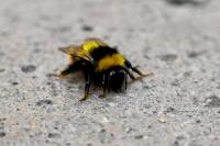 How bees could end solitary confinement in Washington state