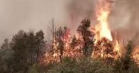 Algeria: Who Is Behind the Wildfires?