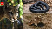 A first-generation Florida rancher spent years saving to buy 660 acres; he is now protecting it for panthers and snakes