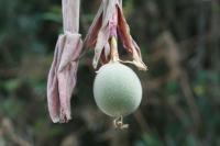 Cholupa: The Colombian Fruit That Delights Huila with Its Sweet-and-Sour Flavor