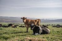 Local companies to be asked to make foot-and-mouth disease vaccines