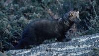 Lebanon Police Department says more people attacked by either a fisher or a gray fox