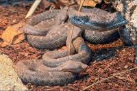The L.A. Zoo just became the first institution to successfully breed the rarest rattlesnake in the U.S., welcoming six live young