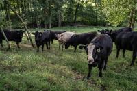 Tennessee cattlemen brace for beef market unrest after Trump announces tariff-free imports