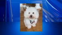 Consumer Alert: No emergency vet available? Pet parents are looking to products for help