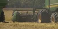 Louisiana rice harvest sees average yield amid acreage decline