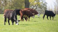 Business Clinic: Can you advise on farm’s business structure?