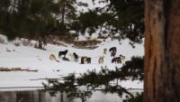 Montana commission approves 300-wolf harvest quota for 2026-27 season
