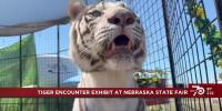 Catch a rare big cat show at the Nebraska State Fair