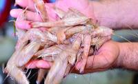 2026 shrimp season boosts economic value of fisheries resources