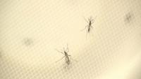 Person dies from West Nile virus in Chicago, health officials say