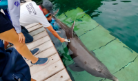 Nine dolphins survive in critical conditions in Cancun and reignite the debate on marine wildlife captivity