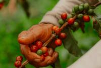 Global Supply Chains Keep Workers Poor. Three Case Studies Show How the Cycle Can Be Broken