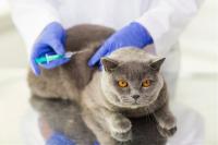 Morocco Launches Free Rabies Vaccination Campaign for Urban Pets Through September