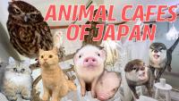 Japan to Conduct First Nationwide Survey of Animal Cafes