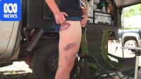 Tourist left bruised after being charged twice by wild buffalo