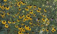 It’s the most exciting time of year for Illinois Valley gardeners