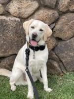 NARCOTICS ENFORCEMENT DIVISION K9 KAHU TO GET BODY ARMOR DONATION