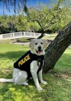 NARCOTICS ENFORCEMENT DIVISION K9 KAHU RECEIVES HIS BODY ARMOR DONATION