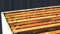 'Angels of agriculture:' VDACS distributing beehives to help boost local pollinators