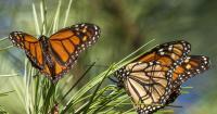 Californians urged to report monarch butterfly sightings