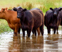 Beef experts convene in Manhattan to address industry changes