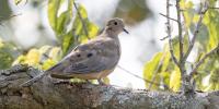 Dove season opens hunting year across Kentucky