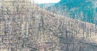 Oregon expert: Don't be fooled by wildfire relief scams